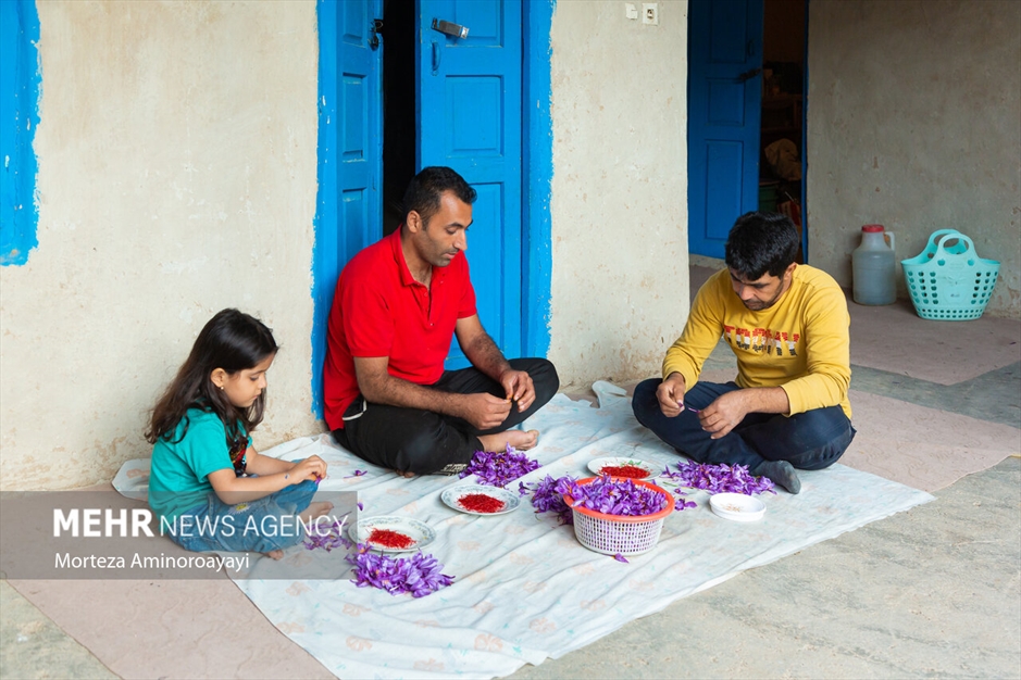 برداشت زعفران در روستای «وامنان»