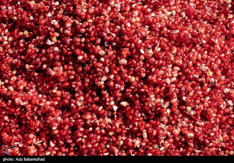 برداشت انار در منطقه سیاب شهرستان کوهدشت