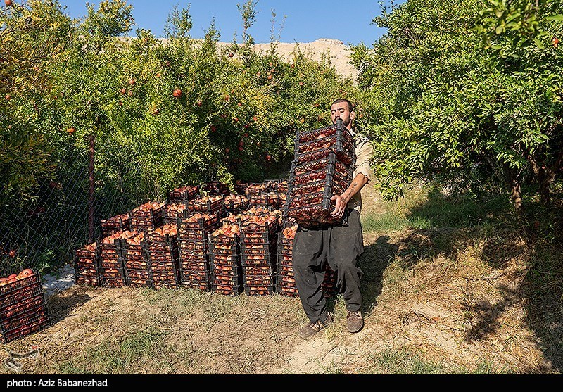 برداشت انار در منطقه سیاب شهرستان کوهدشت