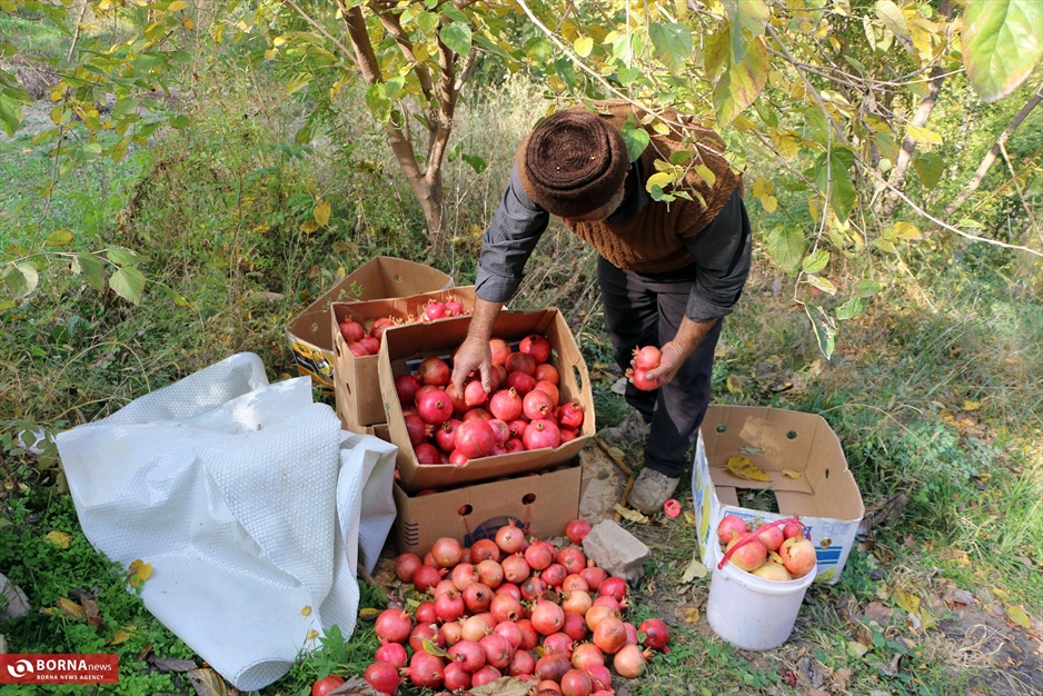 جشنواره انار ارس
