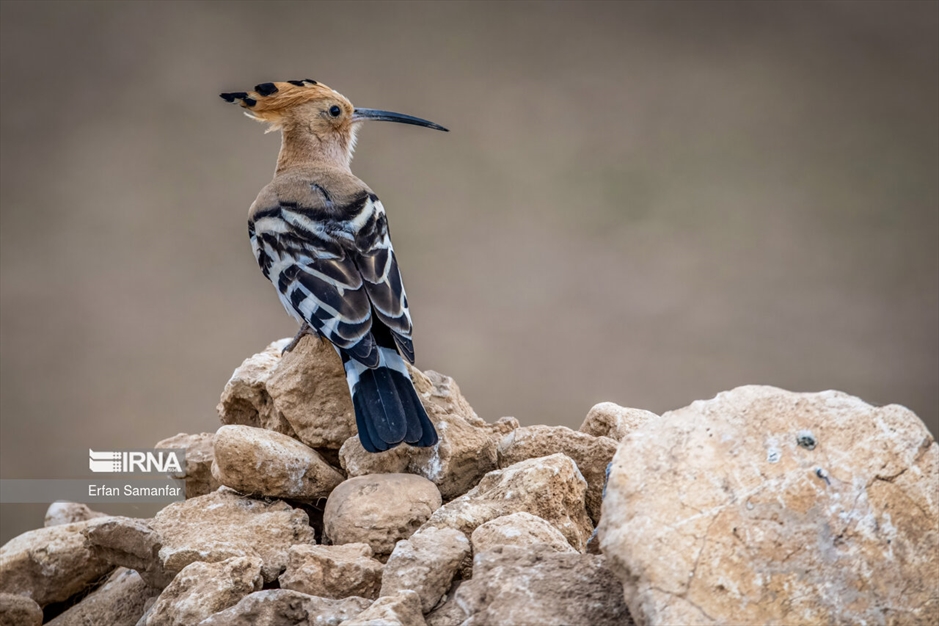 دنیای پرندگان