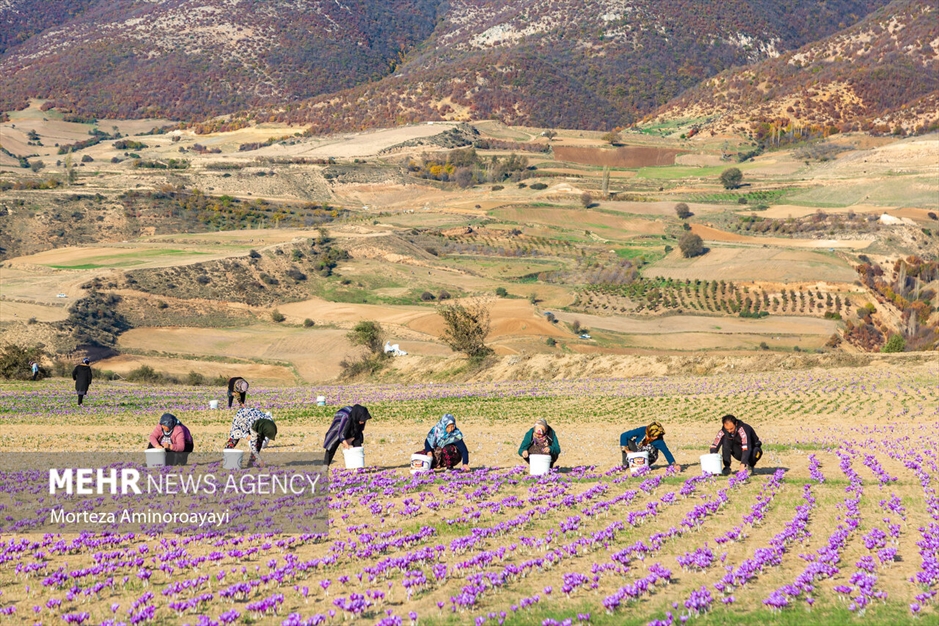 برداشت زعفران در روستای «وامنان»