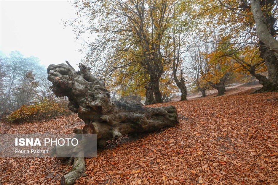 خزان در جنگل «مازیچال» - مازندران