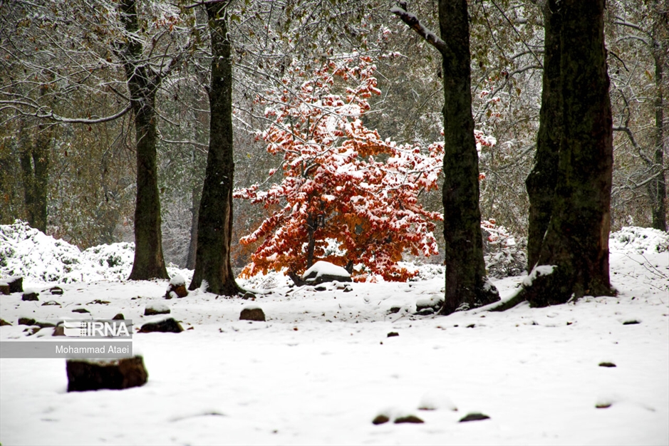 پاییز در جنگل های هیرکانی