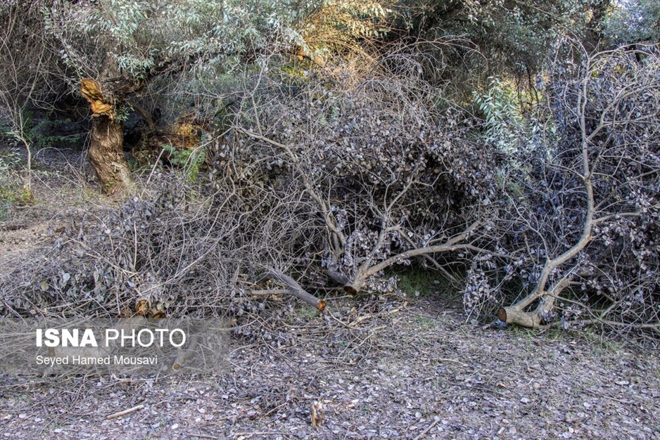 قطع درختان پارک ملی دز و عباس آباد