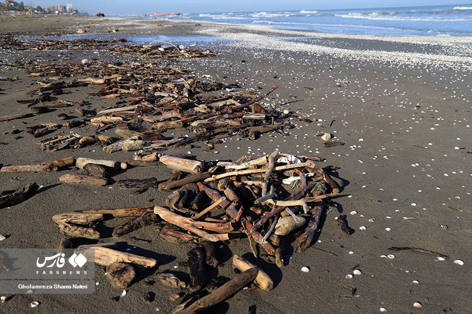 تور صیادان به درخت می خورد!