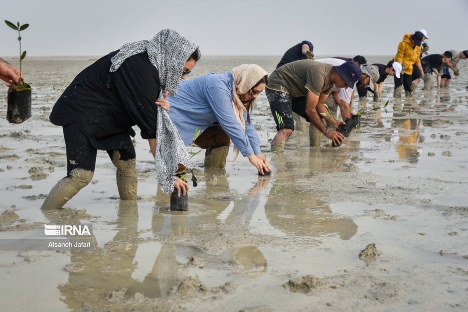 پویش مردمی کاشت یک میلیارد درخت