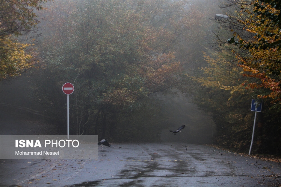 پاییز هزار رنگ در جنگل «النگدره»