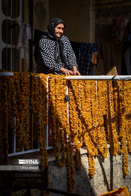 خرمای خاوران