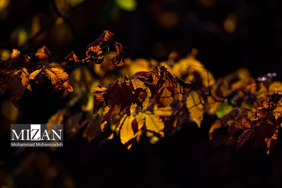 پاییز در جاده عباس‌آباد