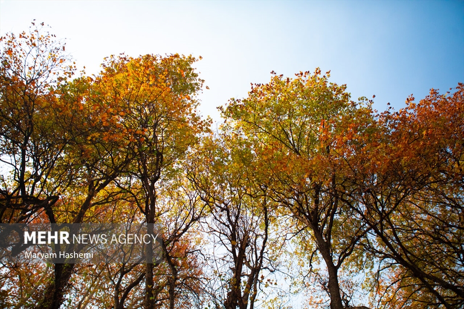 طبیعت پاییزی تهران