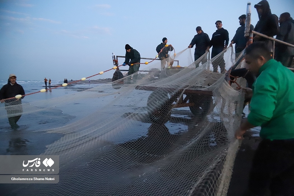 تور صیادان به درخت می خورد!