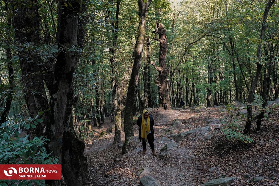 پارک جنگلی ناهارخوران