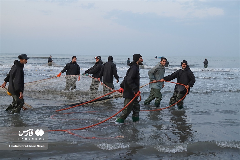 تور صیادان به درخت می خورد!