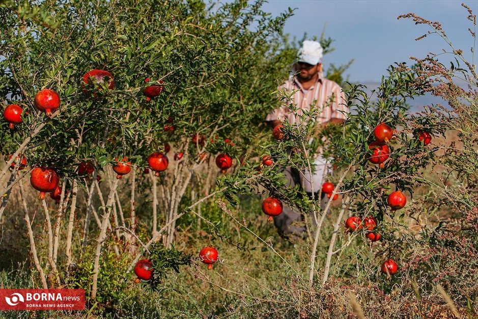 برداشت انار