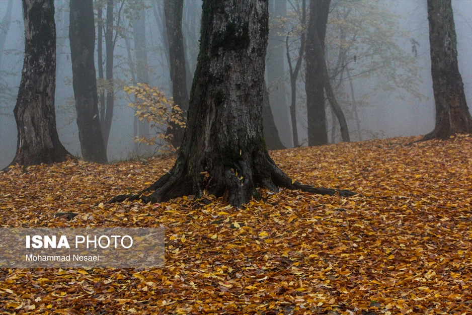 پاییز هزار رنگ در جنگل «النگدره»
