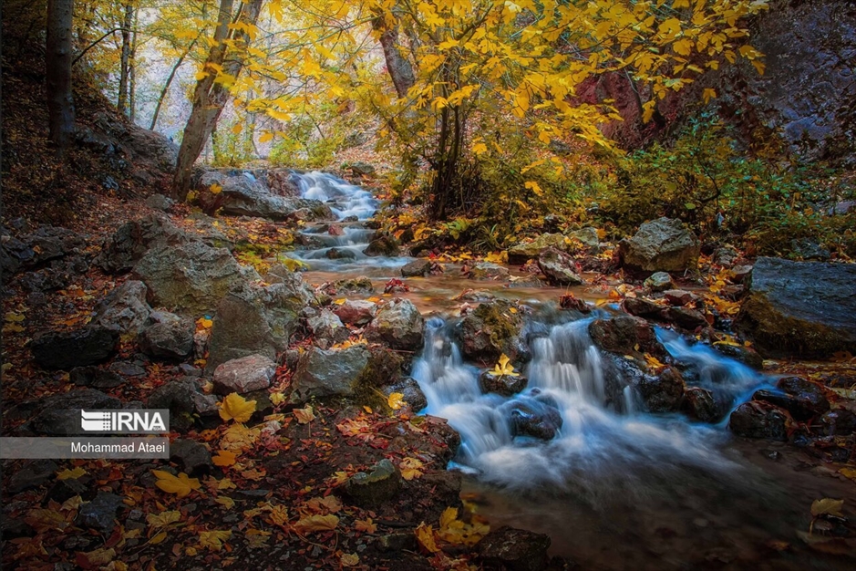 پاییز در جنگل های هیرکانی