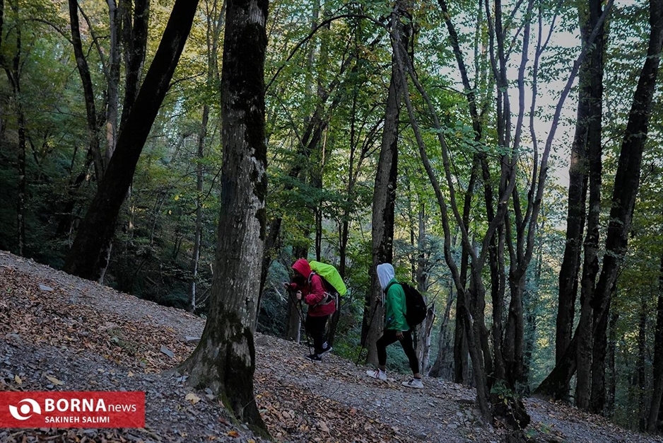 پارک جنگلی ناهارخوران