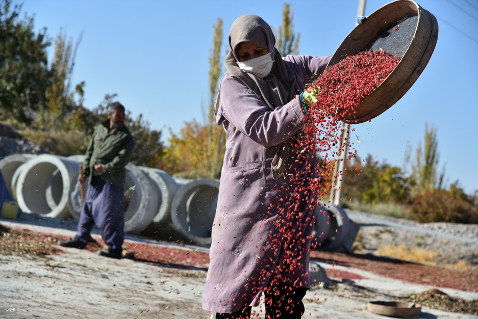 برداشت «زرشک» در خراسان جنوبی
