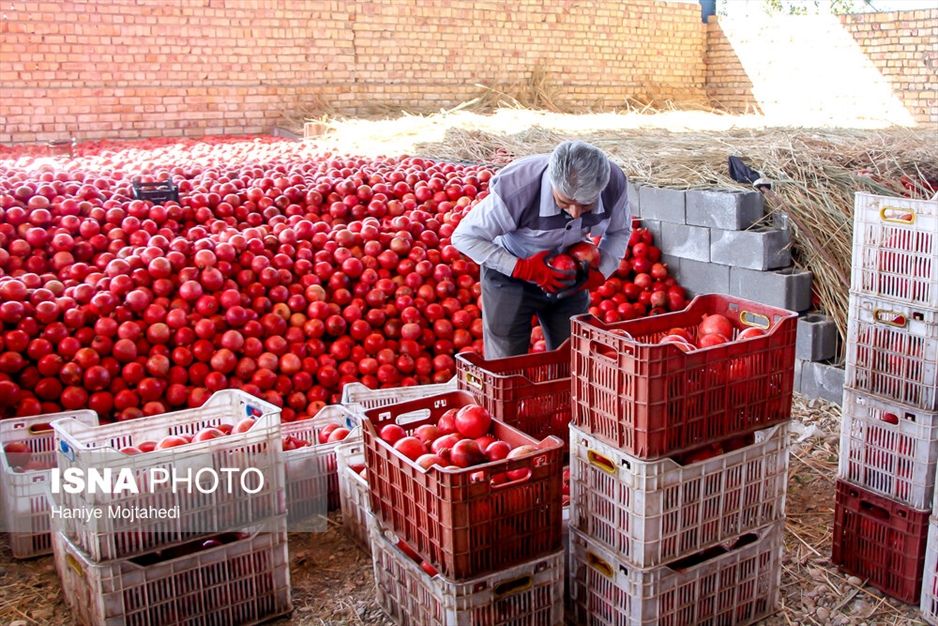 رب‌گیری انار - ساوه