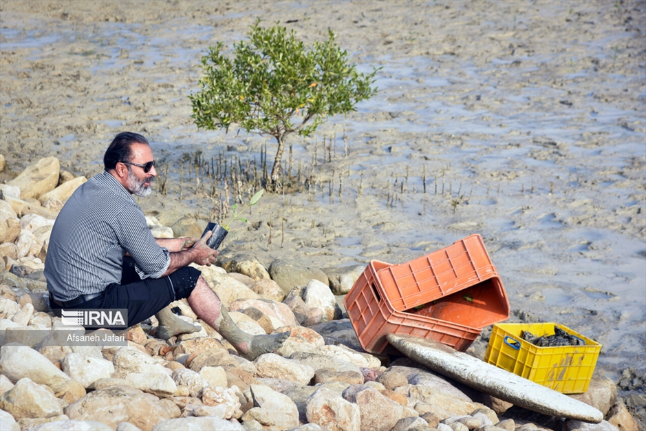 پویش مردمی کاشت یک میلیارد درخت