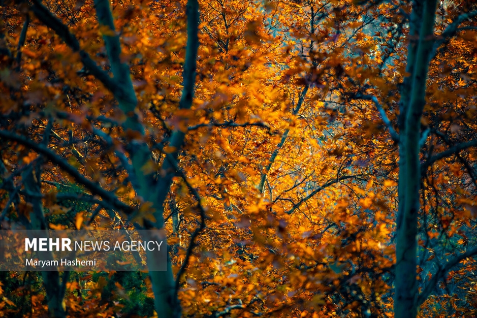 طبیعت پاییزی تهران