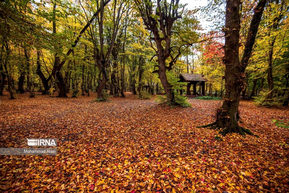 پاییز در جنگل های هیرکانی