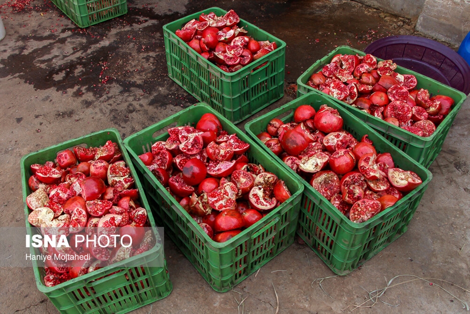 رب‌گیری انار - ساوه