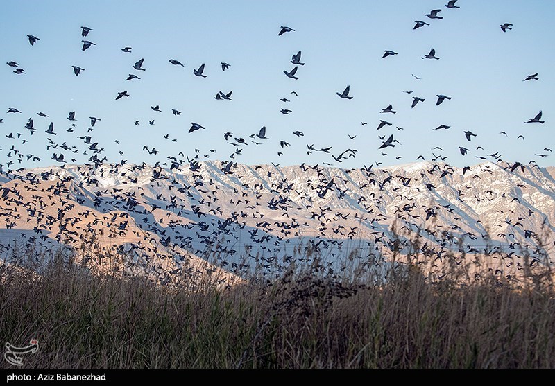 پرواز کبوترها در روزهای پاییزی