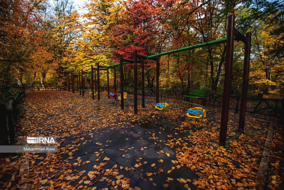 پاییز در جنگل های هیرکانی