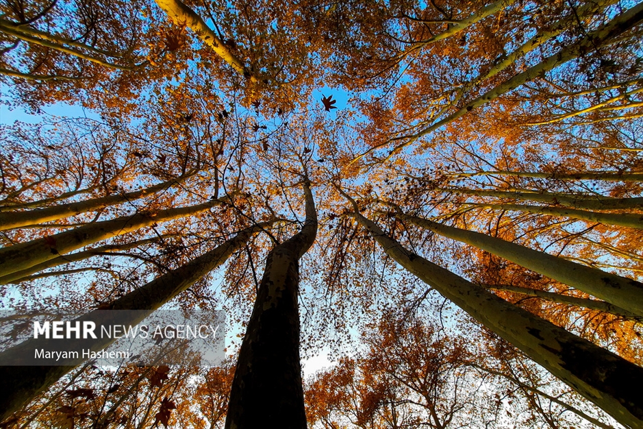 طبیعت پاییزی تهران