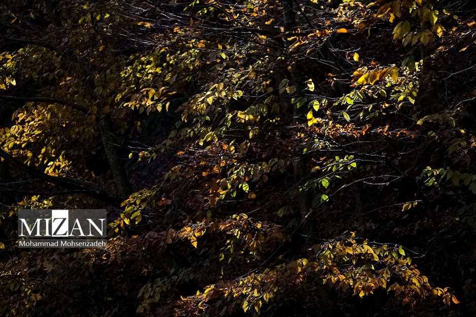 پاییز در جاده عباس‌آباد