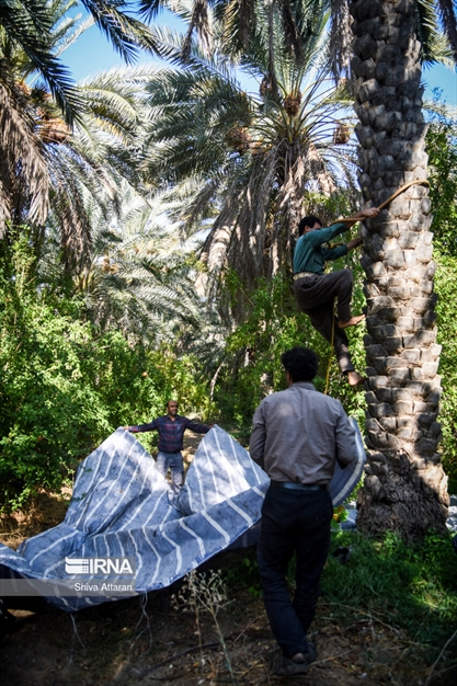 خرمای خاوران