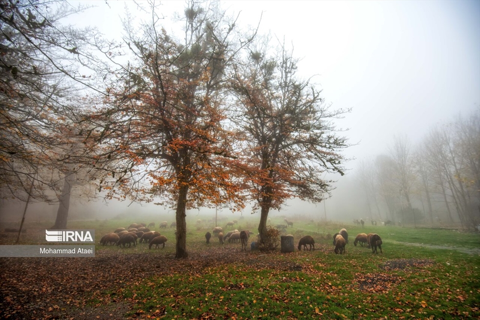 پاییز در جنگل های هیرکانی