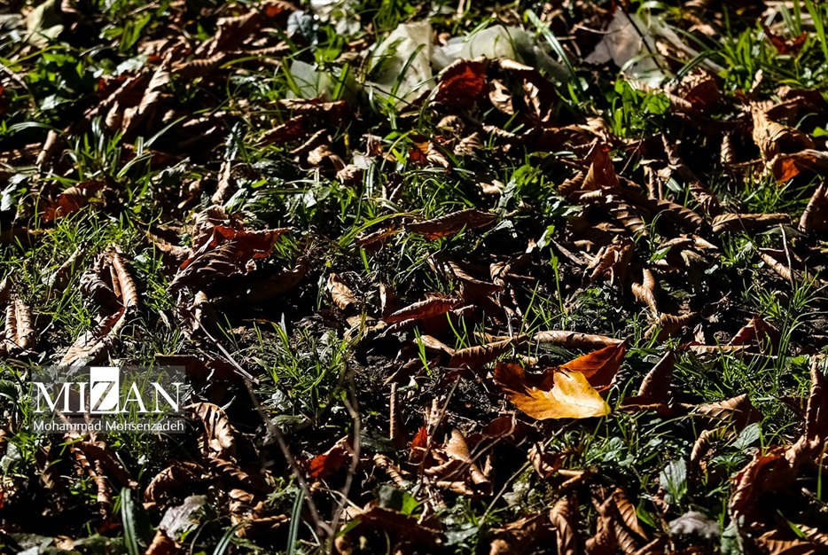 پاییز در جاده عباس‌آباد