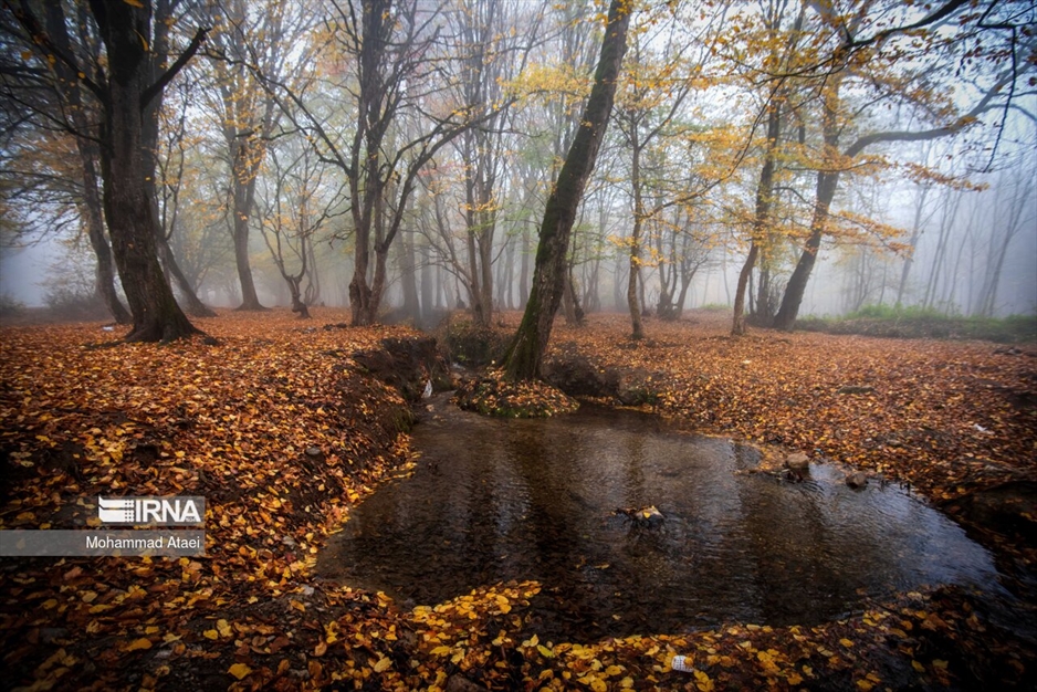 پاییز در جنگل های هیرکانی