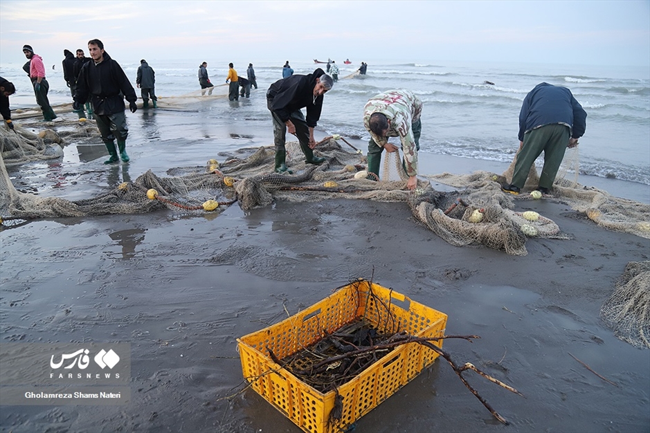 تور صیادان به درخت می خورد!