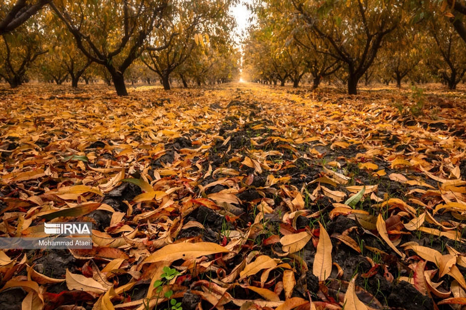 پاییز در جنگل های هیرکانی