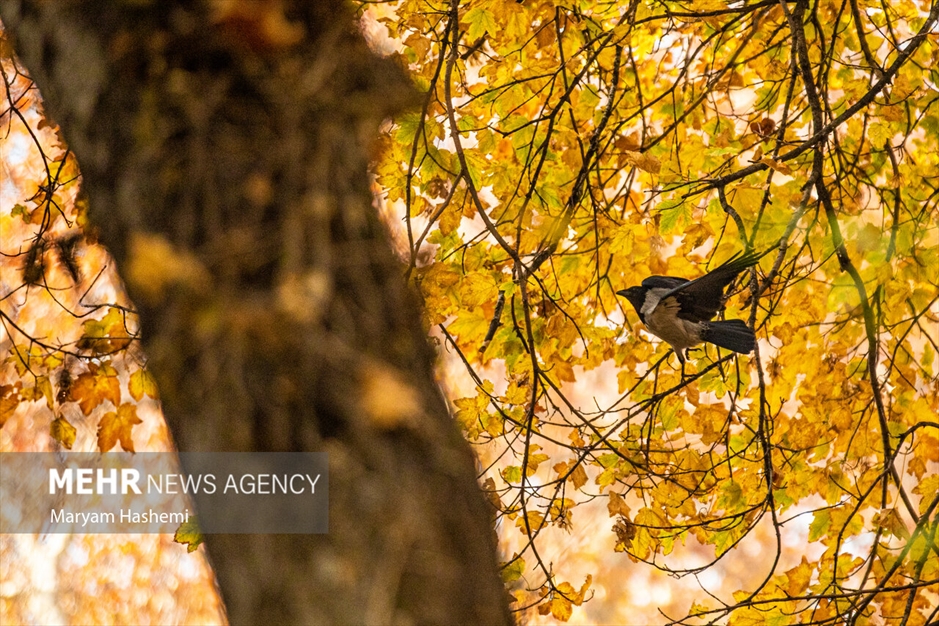 طبیعت پاییزی تهران