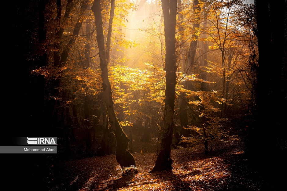 پاییز در جنگل های هیرکانی
