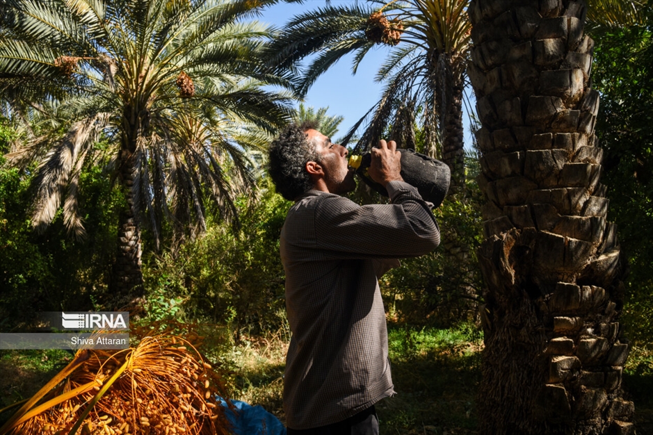 خرمای خاوران