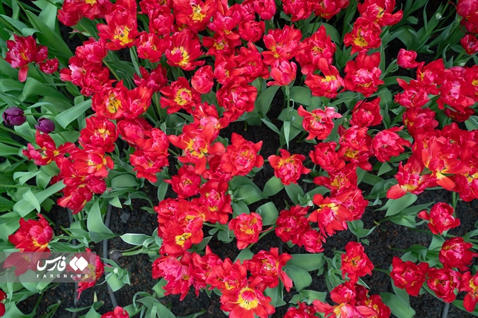 هلند «کشور لاله‌ها»