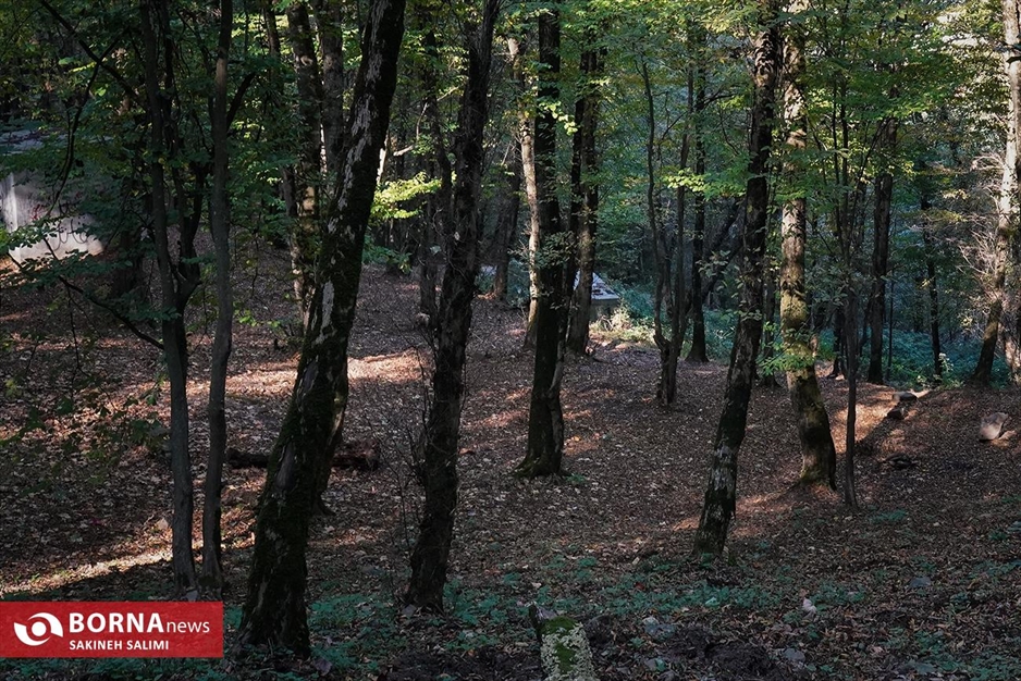 پارک جنگلی ناهارخوران