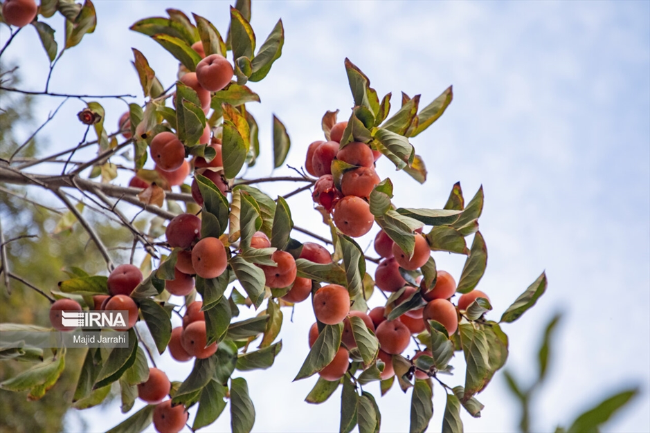 پاییز باغ پهلوان پور