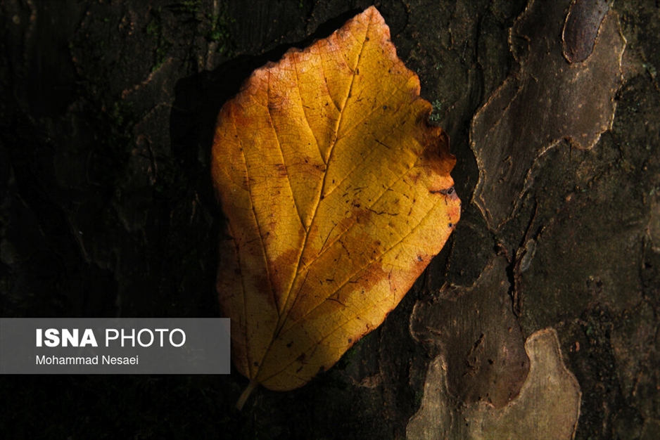 پاییز هزار رنگ در جنگل «النگدره»