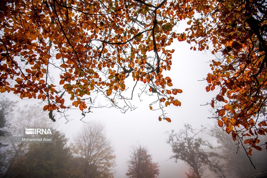 پاییز در جنگل های هیرکانی