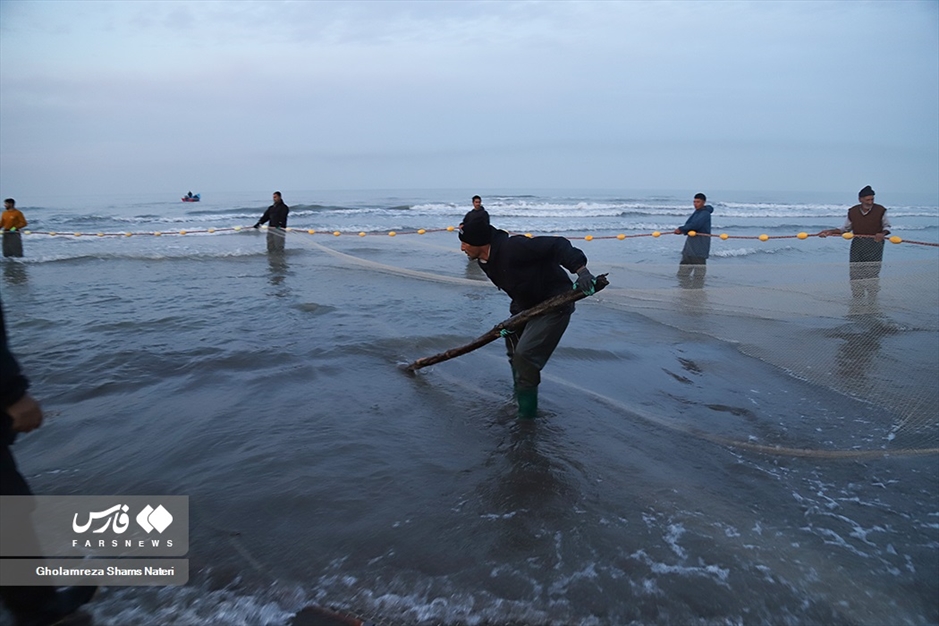 تور صیادان به درخت می خورد!