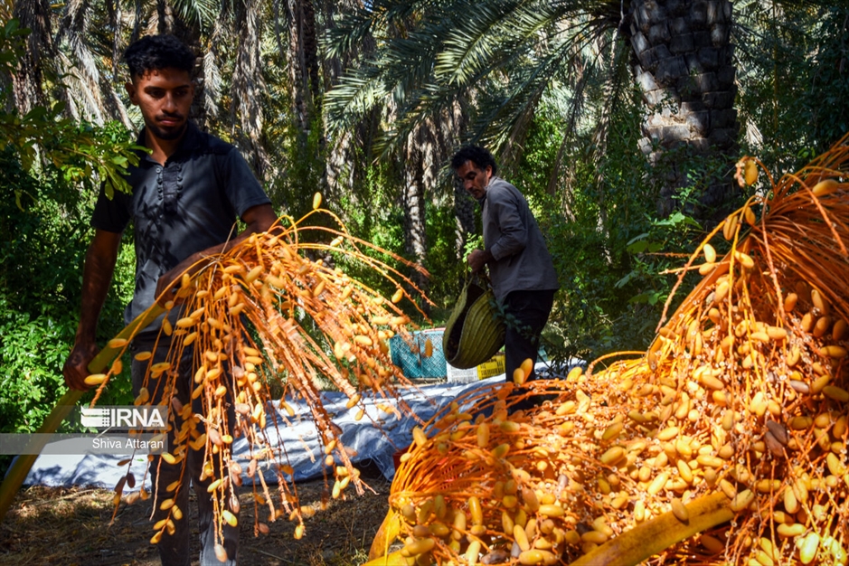 خرمای خاوران