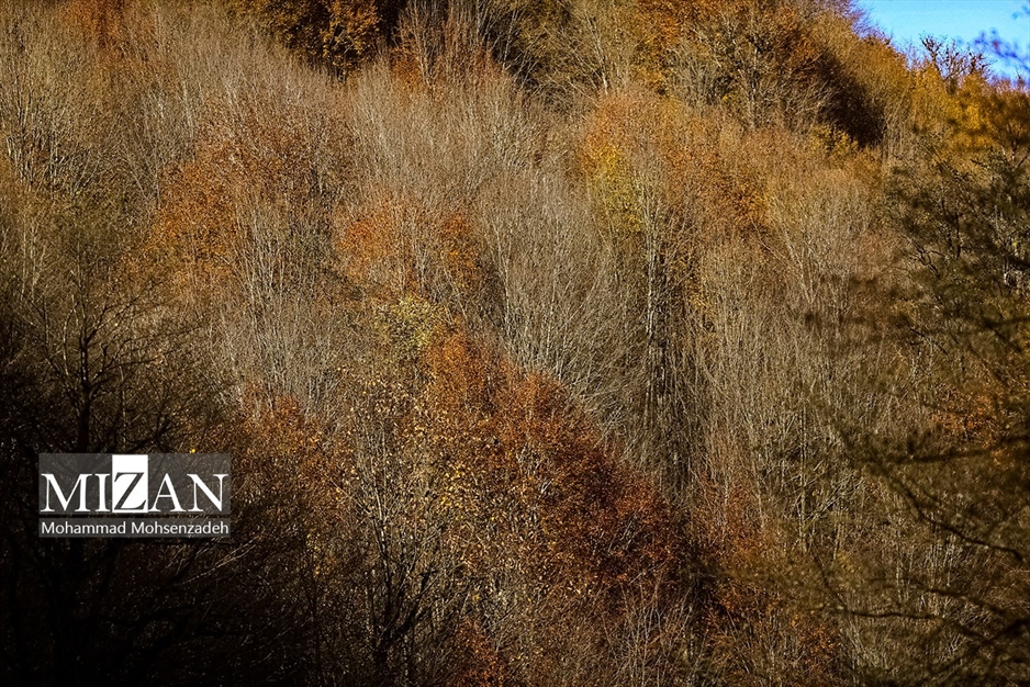 پاییز در جاده عباس‌آباد