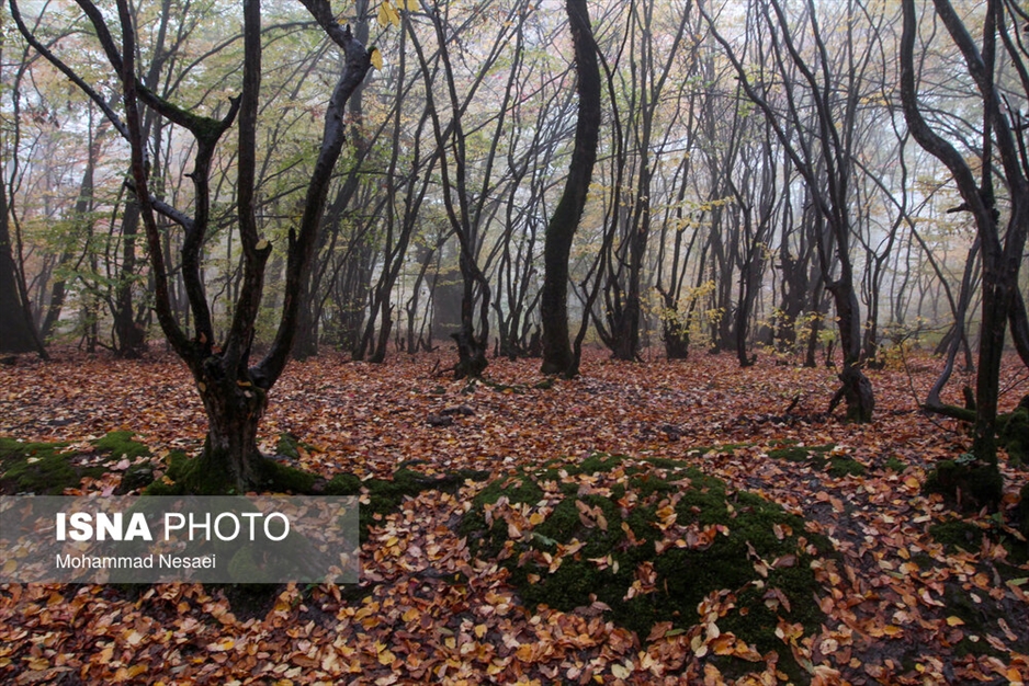 پاییز هزار رنگ در جنگل «النگدره»